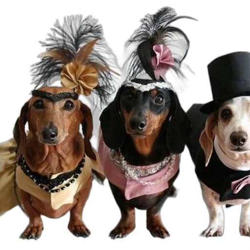 hat, animal, crown, mask transparent PNG cut-out