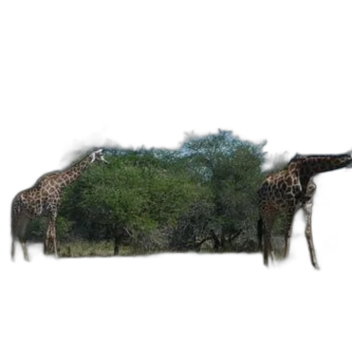 animal, tree, creature, dragon transparent PNG cut-out