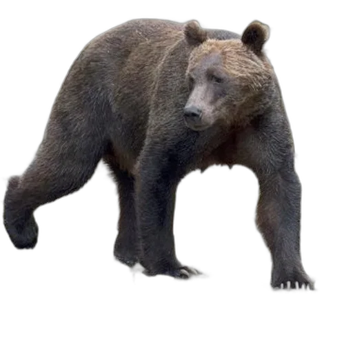 animal, creature, staff, face transparent PNG cut-out