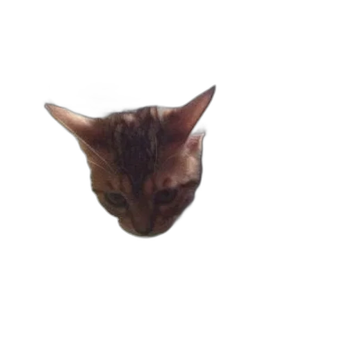 animal, creature, face, mask transparent PNG cut-out