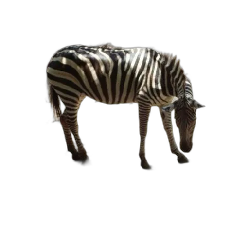 animal, creature, furniture, weapon transparent PNG cut-out