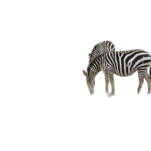animal, creature, furniture, jewelry transparent PNG cut-out