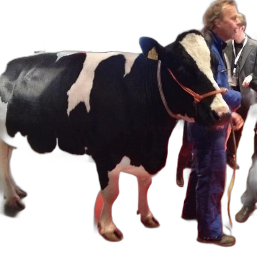 animal, black, white, cow transparent PNG cut-out