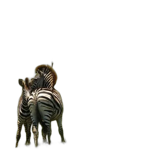 animal, creature, furniture, jewelry transparent PNG cut-out