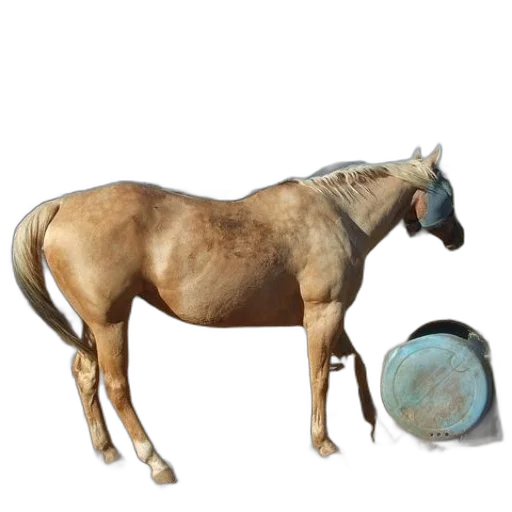 animal, food, jewelry, weapon transparent PNG cut-out