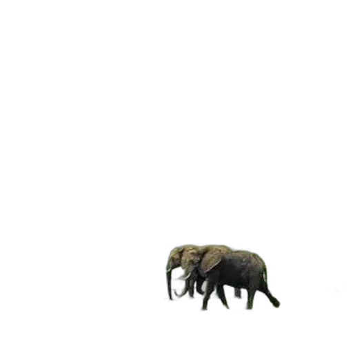animal, creature, hair, furniture transparent PNG cut-out