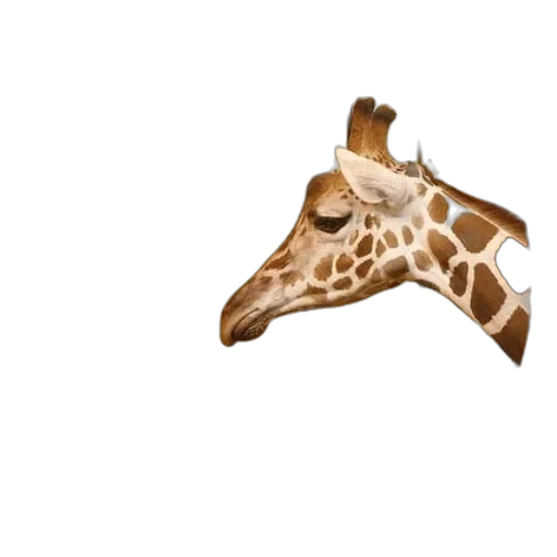 animal, mask, creature, shoes transparent PNG cut-out