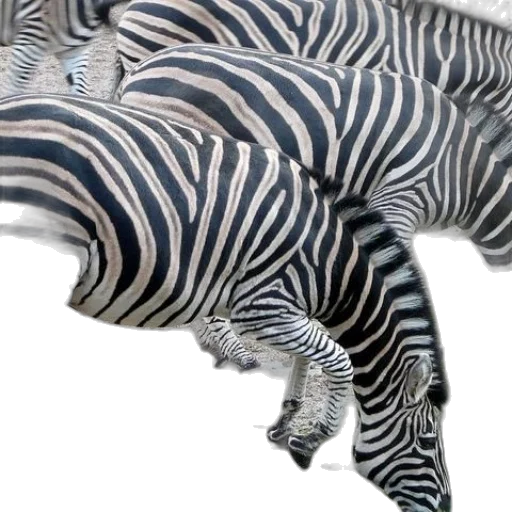 animal, furniture, creature, hat transparent PNG cut-out