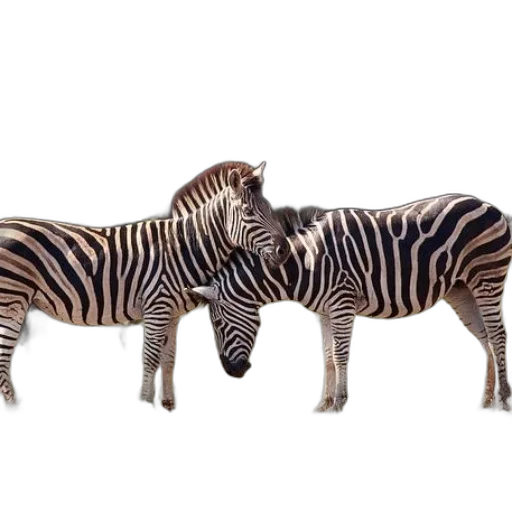 animal, creature, furniture, jewelry transparent PNG cut-out
