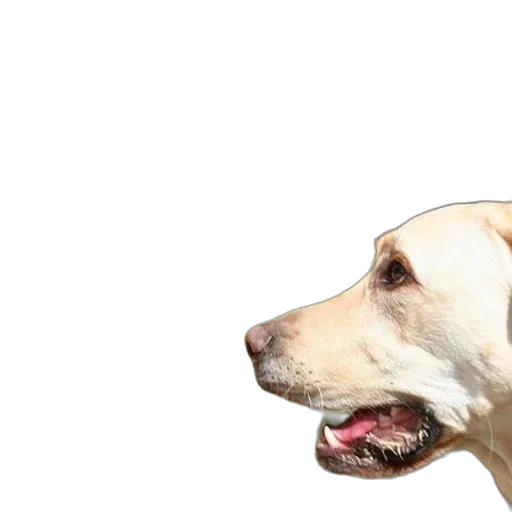 animal, creature, staff, face transparent PNG cut-out
