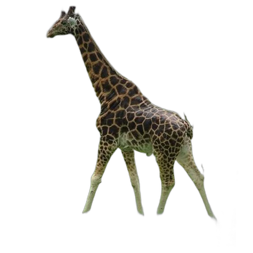 animal, creature, staff, jewelry transparent PNG cut-out