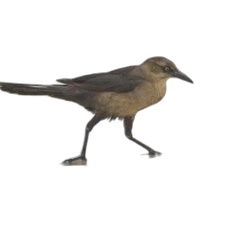 animal, creature, staff, food transparent PNG cut-out