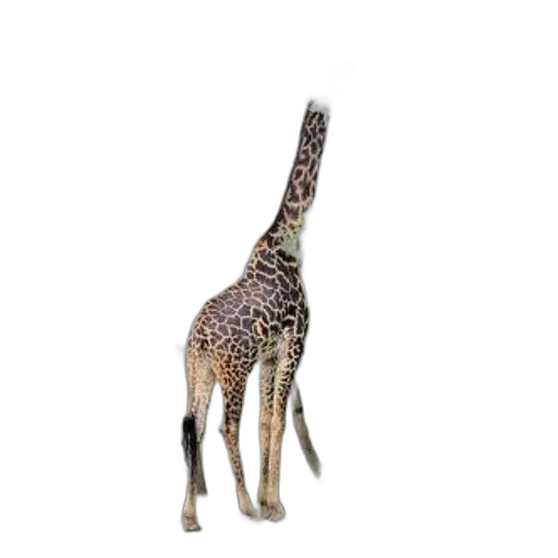 animal, creature, staff, hat transparent PNG cut-out