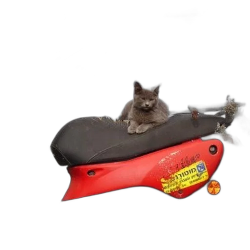 shoes, weapon, staff, animal transparent PNG cut-out
