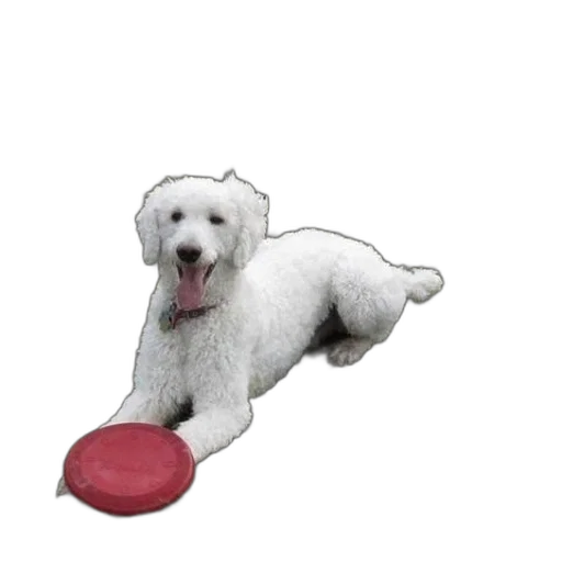 animal, staff, shoes, creature transparent PNG cut-out