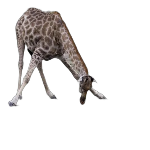 animal, creature, shoes, staff transparent PNG cut-out
