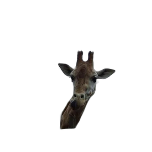animal, creature, face, hat transparent PNG cut-out