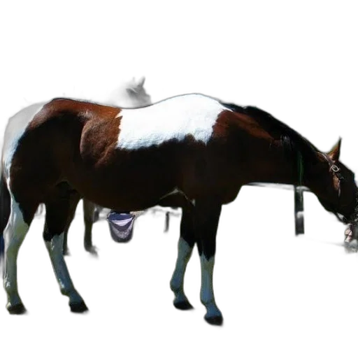 animal, creature, staff, crown transparent PNG cut-out