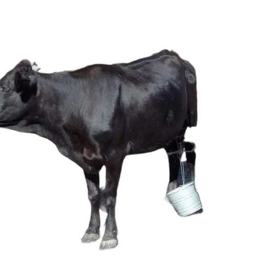 animal, bottle, food, staff transparent PNG cut-out