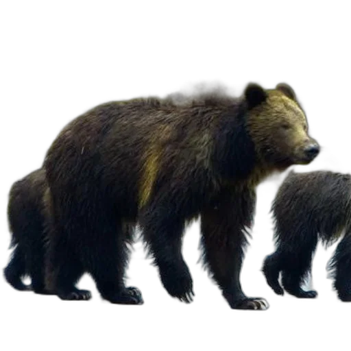 animal, creature, concept art, 3d render transparent PNG cut-out