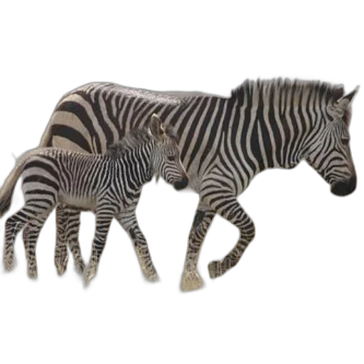 animal, creature, jewelry, furniture transparent PNG cut-out