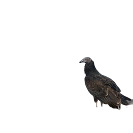 animal, creature, crown, staff transparent PNG cut-out
