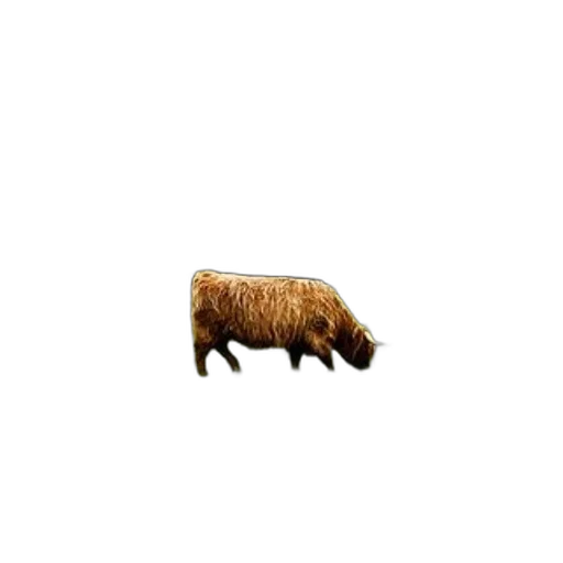 animal, creature, hair, furniture transparent PNG cut-out