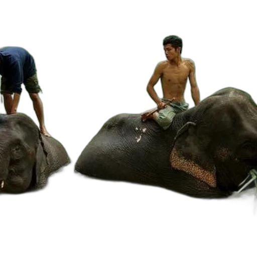 animal, creature, photorealistic, 3d render transparent PNG cut-out