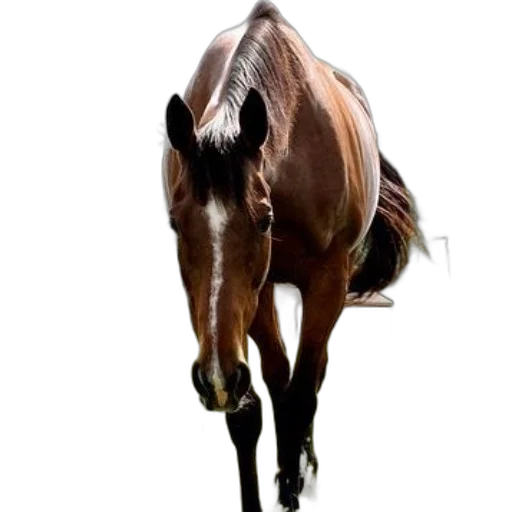 animal, staff, creature, hair transparent PNG cut-out