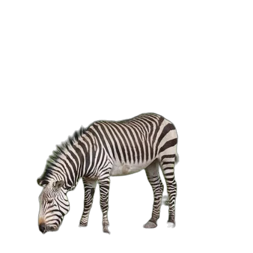 animal, creature, staff, hat transparent PNG cut-out
