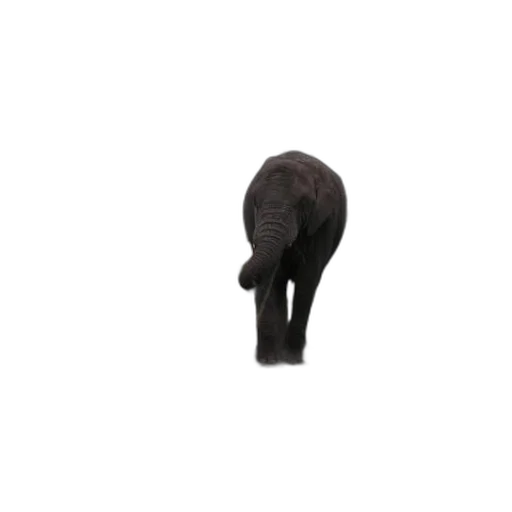 hat, animal, staff, hair transparent PNG cut-out