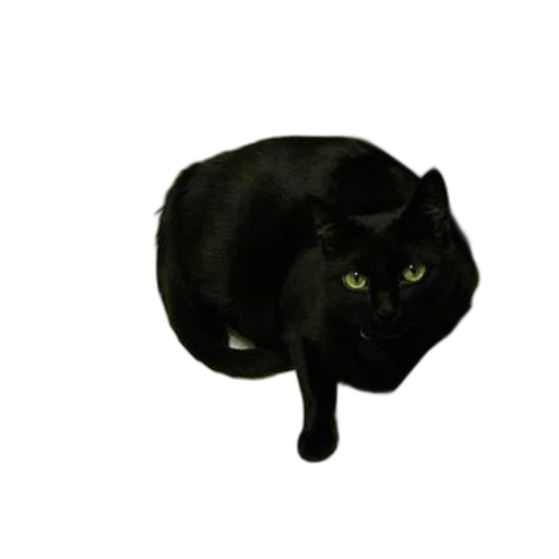 animal, staff, creature, hat transparent PNG cut-out
