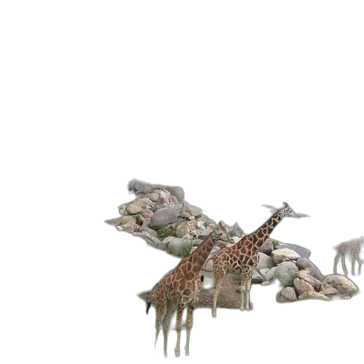 animal, creature, weapon, dragon transparent PNG cut-out