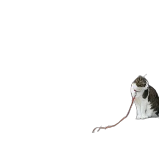 animal, staff, creature, hat transparent PNG cut-out