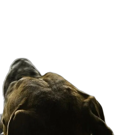 animal, creature, staff, crown transparent PNG cut-out
