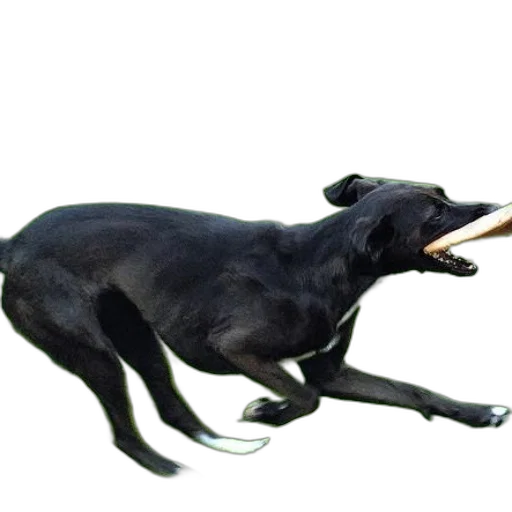 animal, creature, staff, dragon transparent PNG cut-out