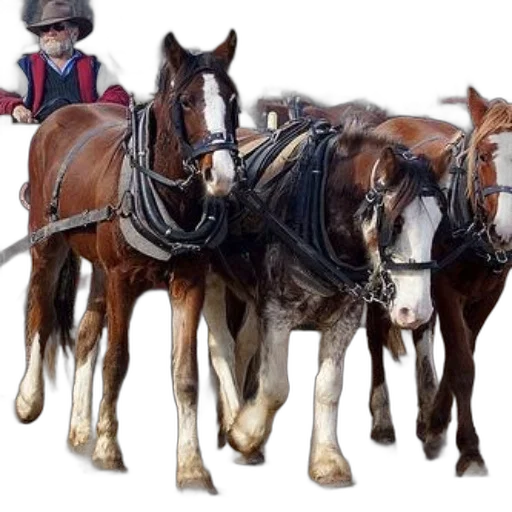 staff, animal, hat, car transparent PNG cut-out