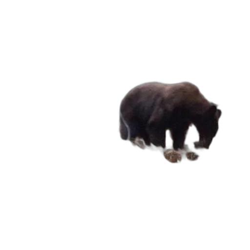 animal, creature, furniture, food transparent PNG cut-out