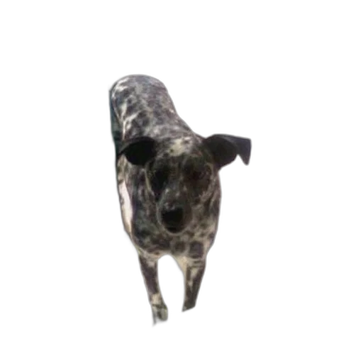 animal, creature, staff, robot transparent PNG cut-out