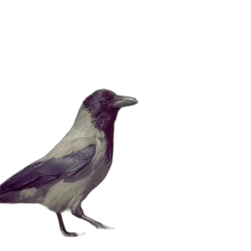 animal, creature, staff, dress transparent PNG cut-out