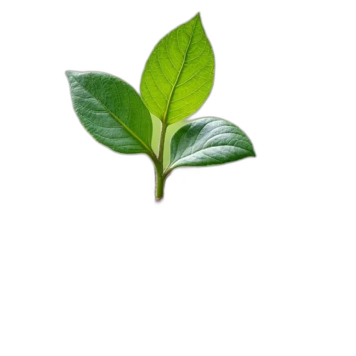 tree, staff, flower, food transparent PNG cut-out