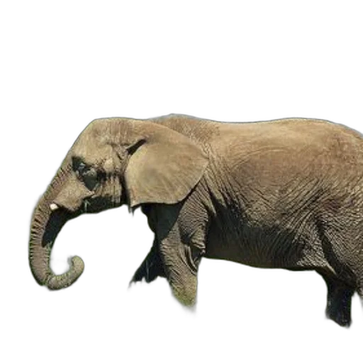 animal, creature, staff, weapon transparent PNG cut-out