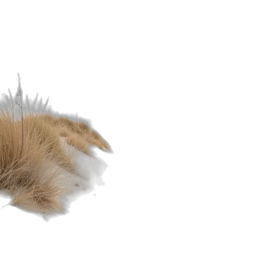 hair, animal, hat, creature transparent PNG cut-out
