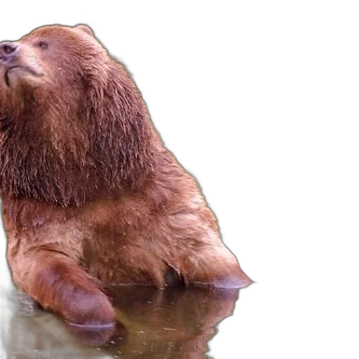 animal, creature, photorealistic, underwater transparent PNG cut-out