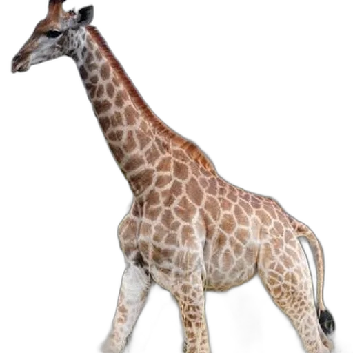 animal, creature, staff, weapon transparent PNG cut-out