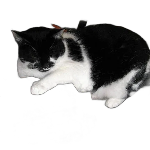 animal, staff, creature, hat transparent PNG cut-out