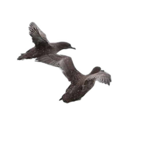 animal, creature, photorealistic, three transparent PNG cut-out