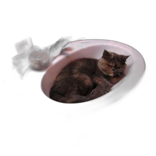 3d render, cat, laying, sink transparent PNG cut-out