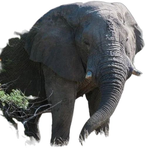 animal, creature, staff, crown transparent PNG cut-out