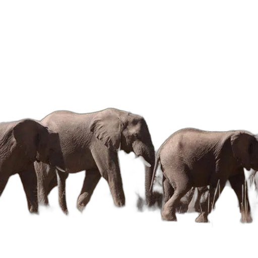 animal, concept art, 3d render, photorealistic transparent PNG cut-out